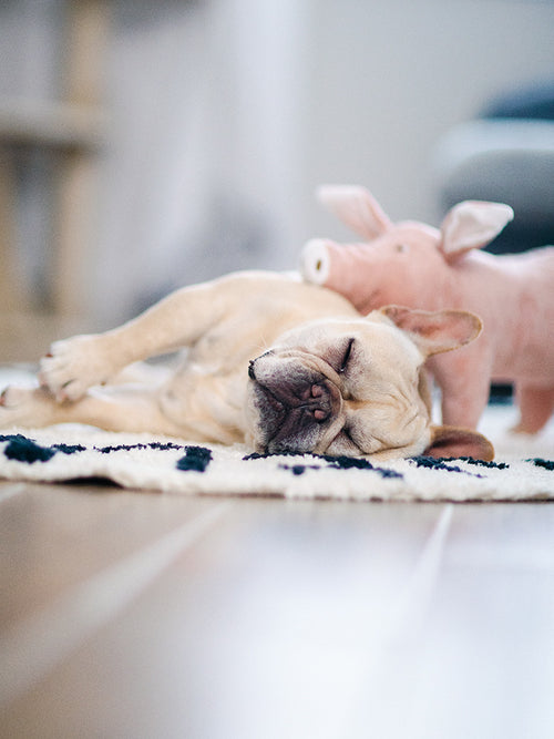 Pet Dog Sleeping Companion Plush Toy